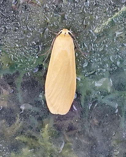 orange footman